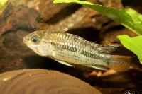 <i>Apistogramma ortegai</i>