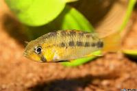 <i>Apistogramma ortegai</i>