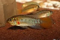 <i>Apistogramma</i> sp. 'Nanay'