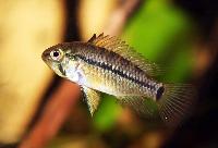 <i>Apistogramma</i> sp. 'wangenflecken'