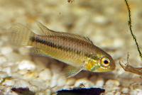 <i>Apistogramma staecki</i>