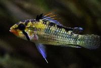 <i>Apistogramma norberti</i>