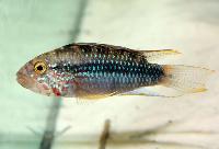 <i>Apistogramma barlowi</i>