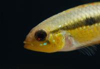 <i>Apistogramma pulchra</i>