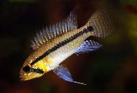 <i>Apistogramma staecki</i>