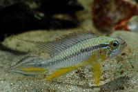 <i>Apistogramma agassizii</i>