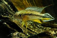 <i>Apistogramma agassizii</i>