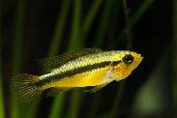 <i>Apistogramma agassizii</i>