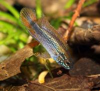 <i>Apistogramma agassizii</i>, double red, hane