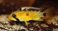 <i>Apistogramma atahualpa</i>