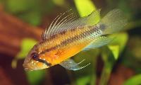 <i>Apistogramma atahualpa</i>