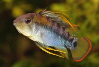 <i>Apistogramma baenschi</i>, hane