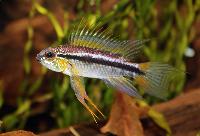 <i>Apistogramma bitaeniata</i>, hane