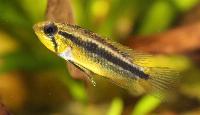 <i>Apistogramma bitaeniata</i>, hona