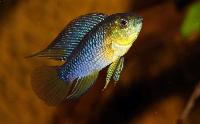 <i>Apistogramma borelli</i>