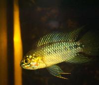 <i>Apistogramma borelli</i>