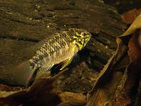 <i>Apistogramma borelli</i>