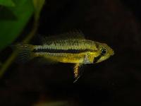 <i>Apistogramma cacatuoides</i>