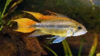 <i>Apistogramma cacatuoides</i>, hane