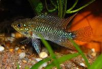 <i>Apistogramma eunotus</i>