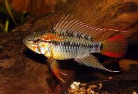 <i>Apistogramma macmasteri</i>