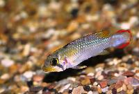 <i>Apistogramma panduro</i>