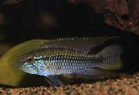 <i>Apistogramma paucisquamis</i>