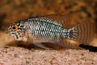 Steel blue/new blue/blaukopf/blue-head apisto