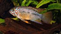 <i>Apistogramma ortegai</i>