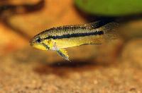 <i>Apistogramma staecki</i>