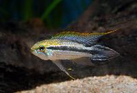 Rio Tefé Apistogramma