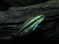 <i>Apistogramma trifasciata</i>