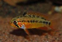 <i>Apistogramma viejita</i>