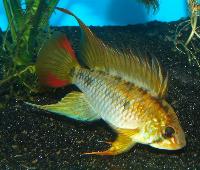 <i>Apistogramma viejita</i>