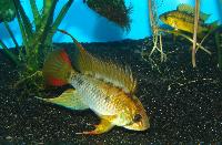 <i>Apistogramma viejita</i>