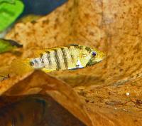 <i>Apistogramma baenschi</i>