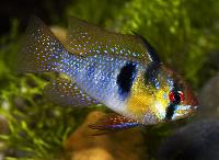 <i>Mikrogeophagus ramirezi</i>