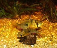 <i>Mikrogeophagus altispinosus</i>