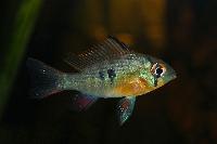 <i>Mikrogeophagus altispinosus</i>