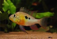 <i>Mikrogeophagus altispinosus</i>