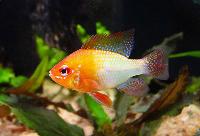 <i>Mikrogeophagus ramirezi</i>