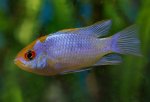 Mikrogeophagus ramirezi - Electric blue