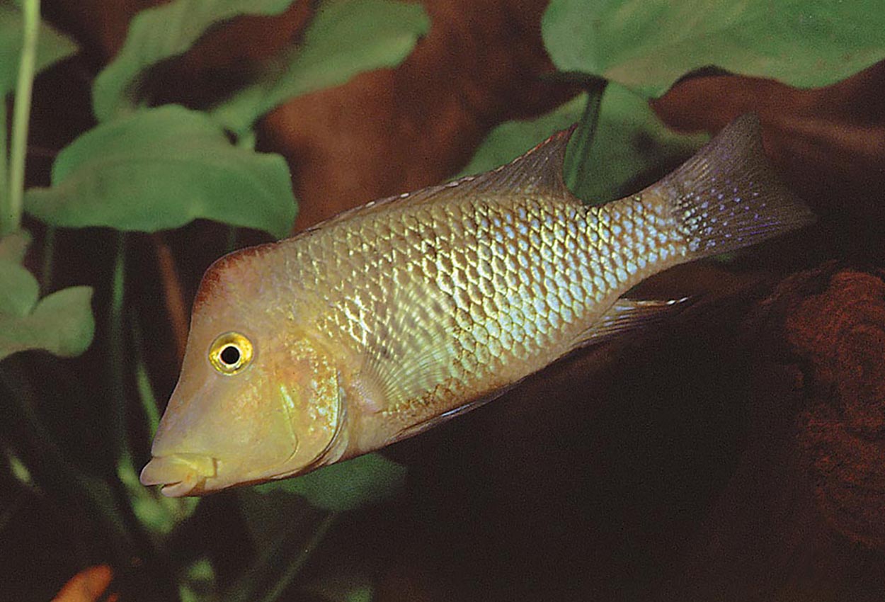 Foto på fisken Geophagus steindachneri