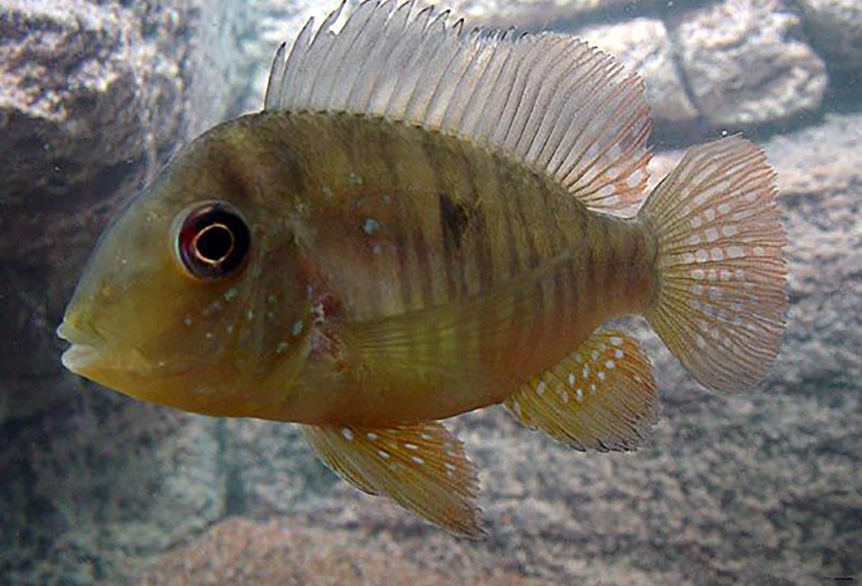 Foto på fisken Gymnogeophagus balzanii