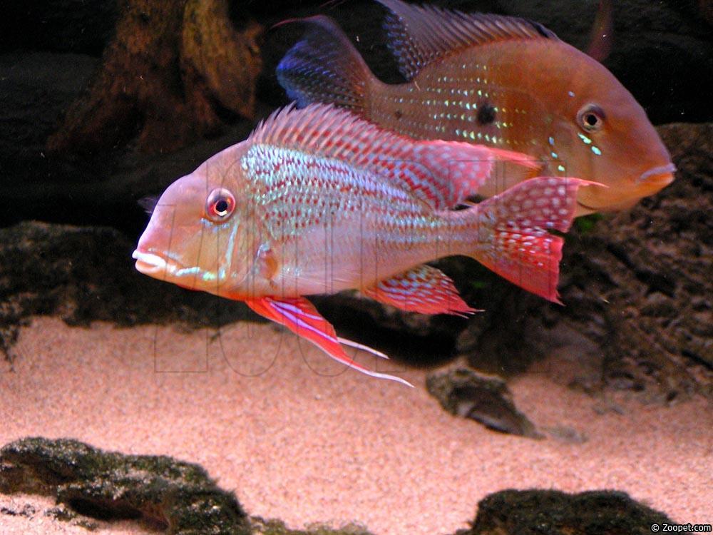 Geophagus altifrons
