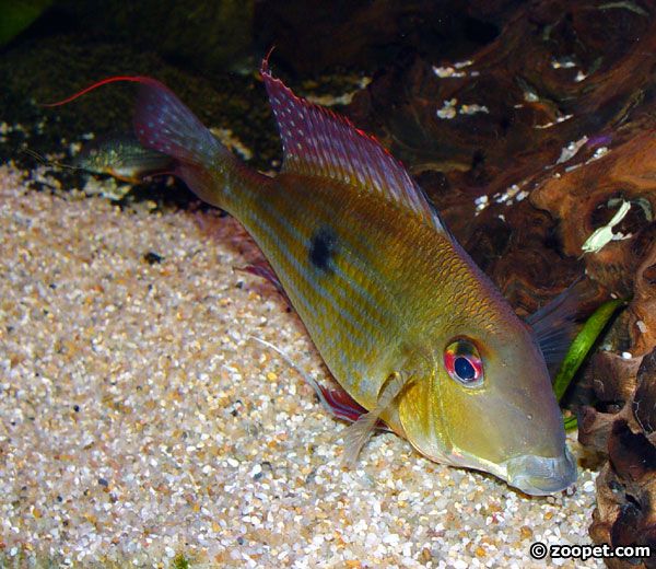 Geophagus surinamensis