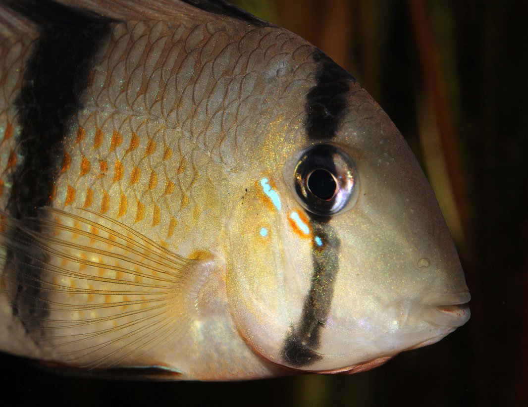 Guianacara sp. 'Jatapu'