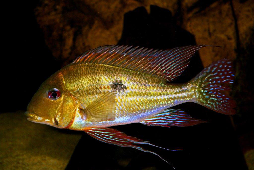 Geophagus dicrozoster