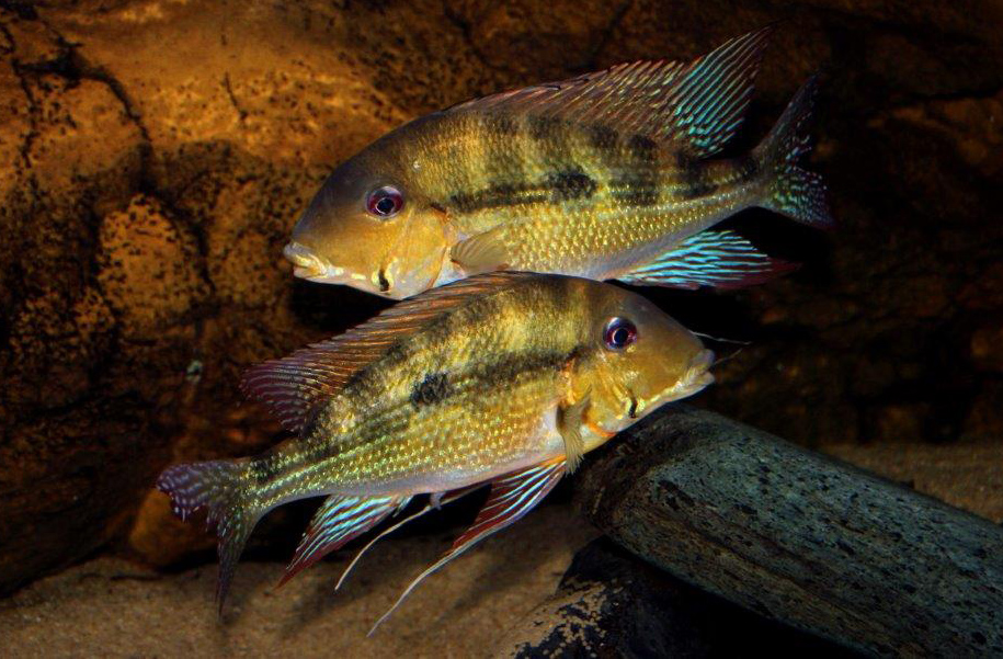 Geophagus dicrozoster