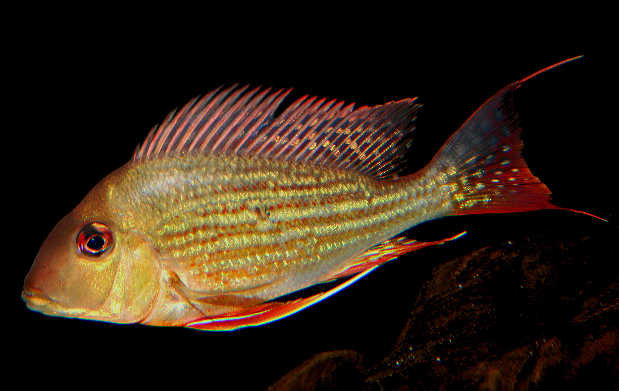 Geophagus altifrons, Rio Tocantins